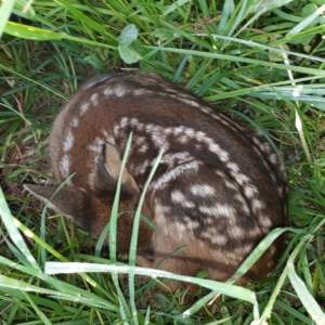 Renouvèlement annuel - membre sympathisant