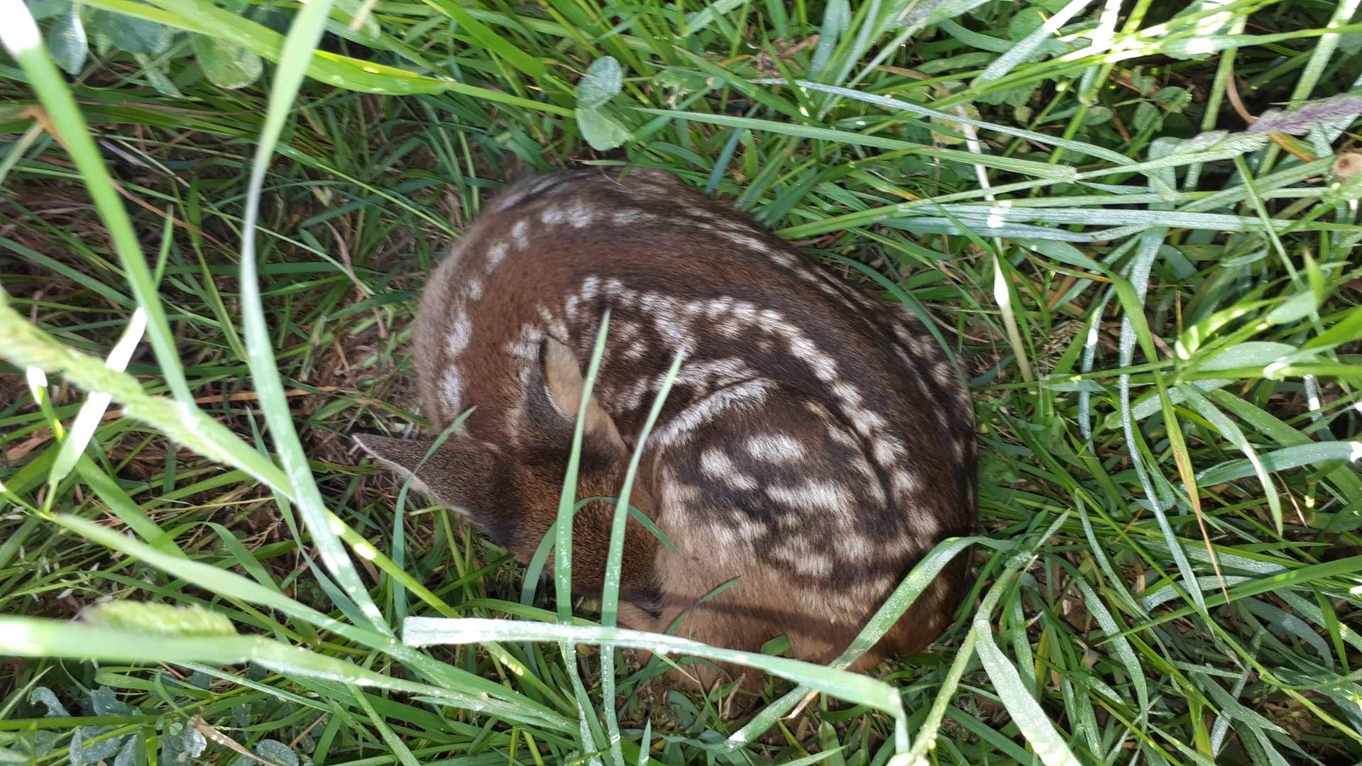 Renouvèlement annuel - membre sympathisant