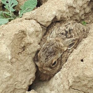 Renouvèlement annuel membre bienfaiteur