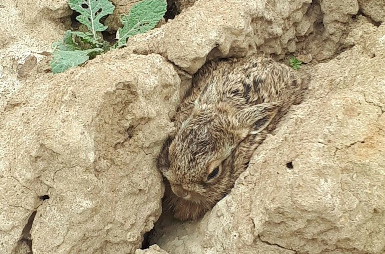 Renouvèlement annuel membre bienfaiteur